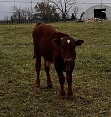 Paintbrush Calf