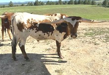 2209 EYE ON THE PRIZE STEER